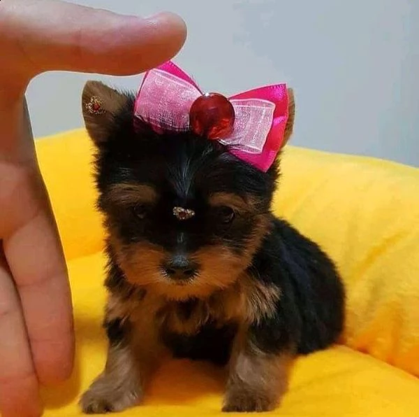 splendidi piccoli cuccioli di yorkie per l'adozione. 