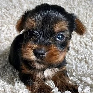 splendidi piccoli cuccioli di yorkie per l'adozione.  | Foto 0