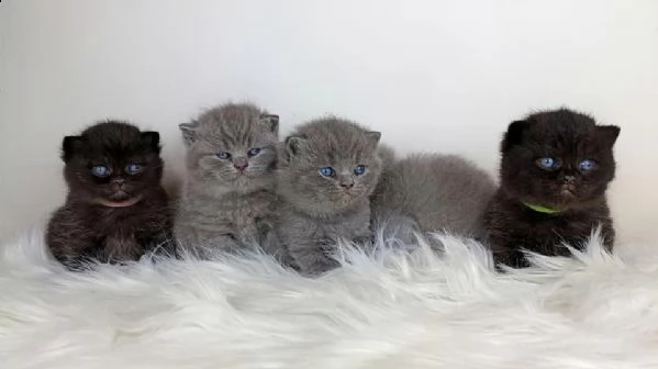  magnifici cuccioli british shorthair blucv
