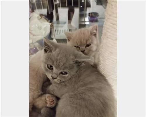  magnifici cuccioli british shorthair bluwfvhn | Foto 0