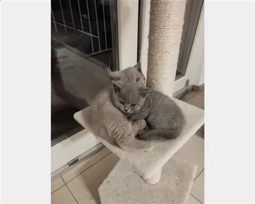 magnifici cuccioli british shorthair bluoljm | Foto 1