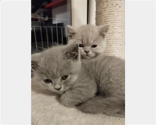  magnifici cuccioli british shorthair bluoljm | Foto 0