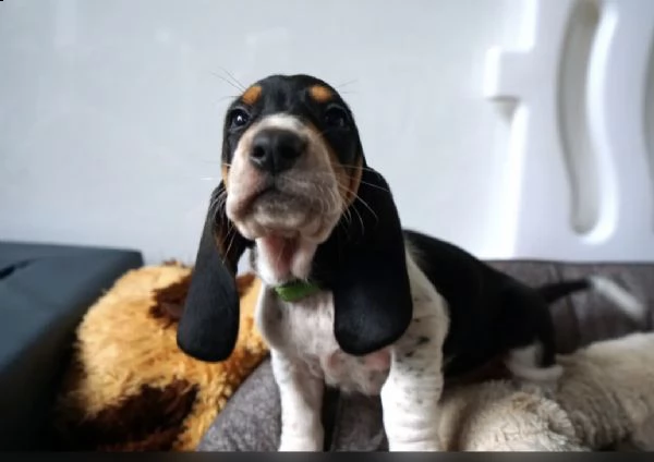 cuccioli di bassotto sportivi e sani con i documenti