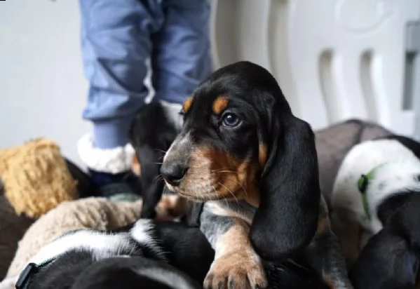 cuccioli di bassotto sportivi e sani con i documenti | Foto 1