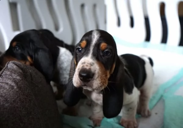 cuccioli di bassotto sportivi e sani con i documenti | Foto 0