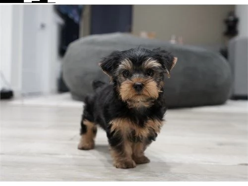 molto piccoli cuccioli di yorkie da tè ora disponibili