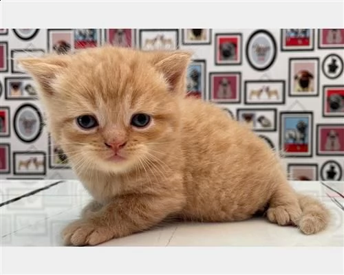  magnifici cuccioli british shorthair bluvnm