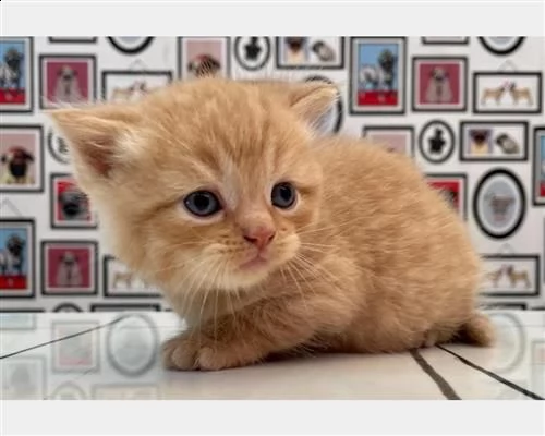  magnifici cuccioli british shorthair bluqwgm