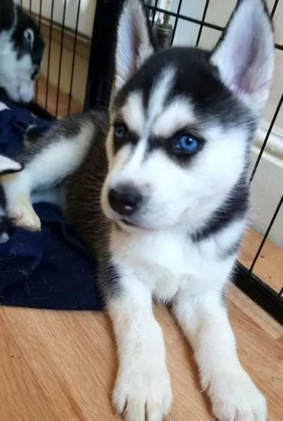 regalo cuccioli siberian husky  maschio e femmina .