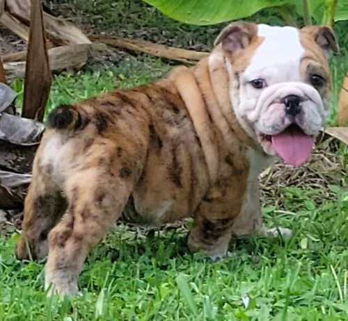 regalo bulldog inglese cuccioli con pedigree 