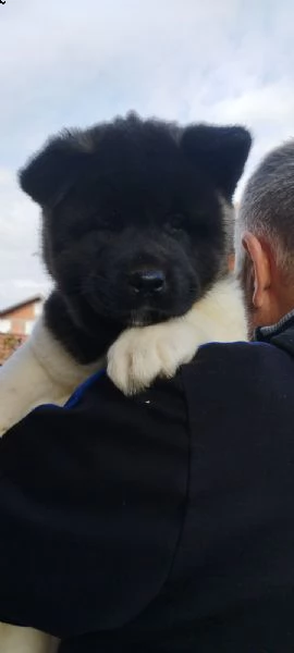 akita americano | Foto 6