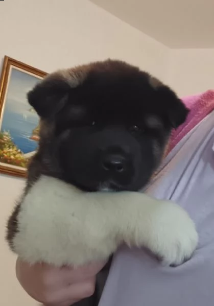akita americano | Foto 5