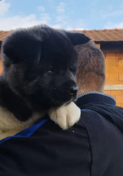 akita americano | Foto 4