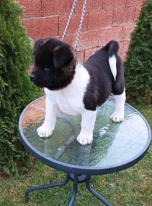 akita americano | Foto 3
