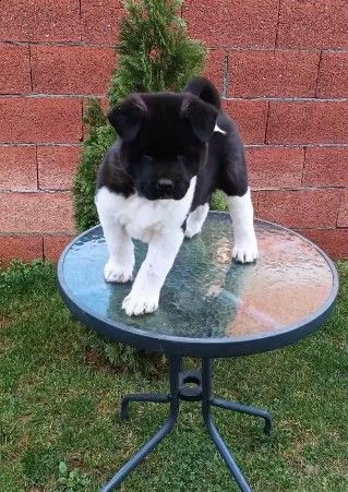 akita americano | Foto 2