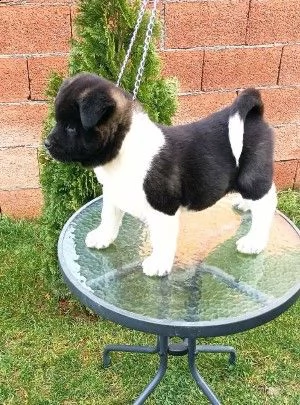 akita americano