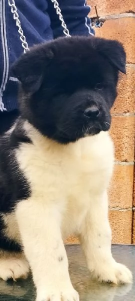 akita americano | Foto 1