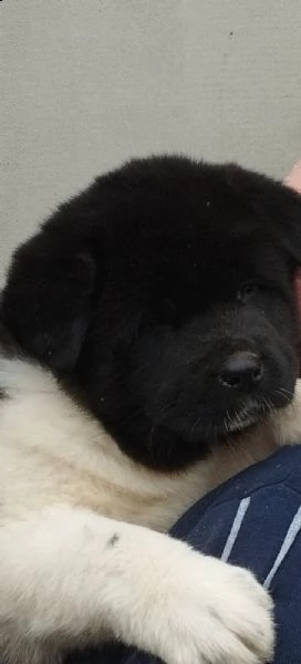 akita americano | Foto 0