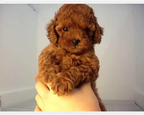  cuccioli barboncino cioccolato maschi e femmina5255p