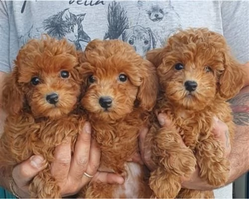  cuccioli barboncino cioccolato maschi e femminavvvv