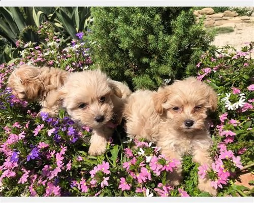  cuccioli barboncino cioccolato maschi e femmina]][;