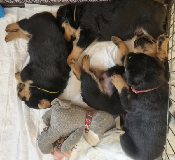 adrk rottweiler - cuccioli