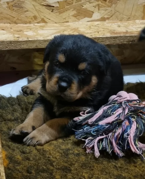 adrk rottweiler - cuccioli | Foto 0
