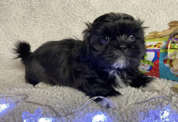 bellissimi cuccioli di shih tzu | Foto 0