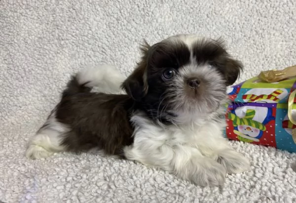 bellissimi cuccioli di shih tzu
