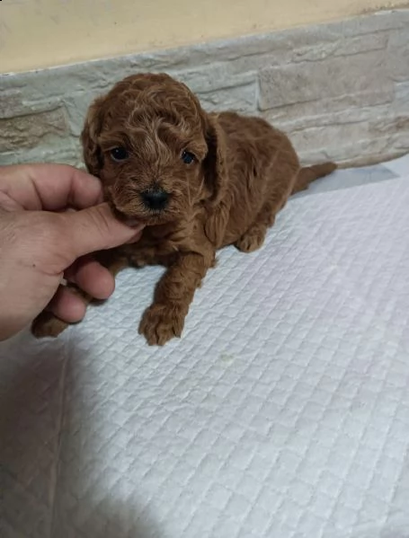 regalo barboncino toy !!!!!!