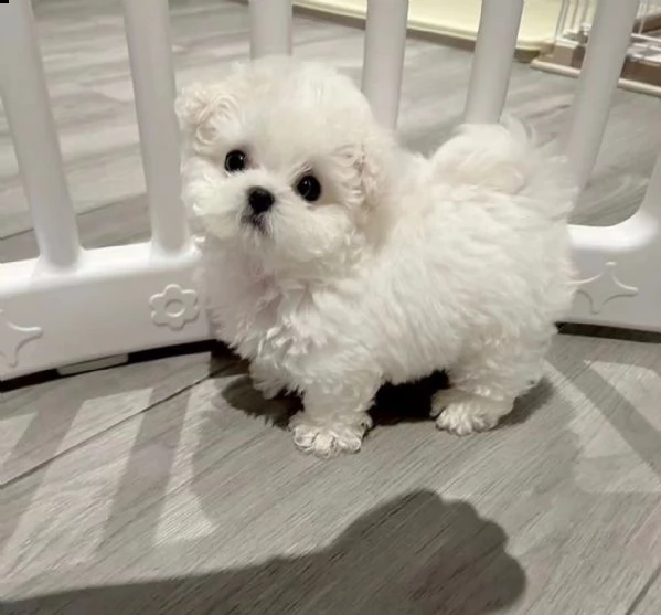 maschio maltese con documenti cerca cari genitori di cani per tutta la vita!