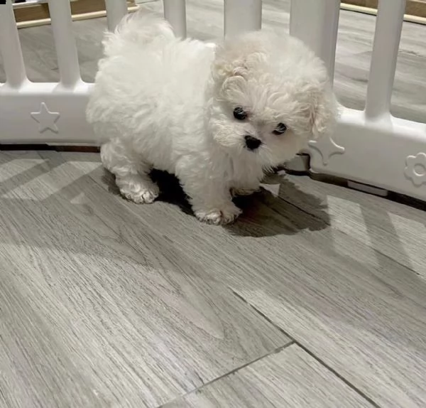 maschio maltese con documenti cerca cari genitori di cani per tutta la vita! | Foto 0