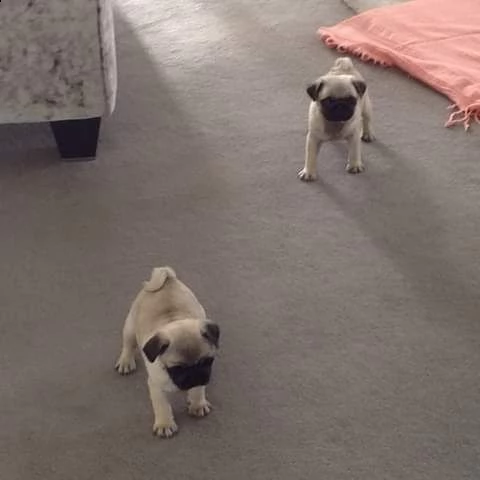 adorabile cucciolo di carlino in regalo | Foto 0