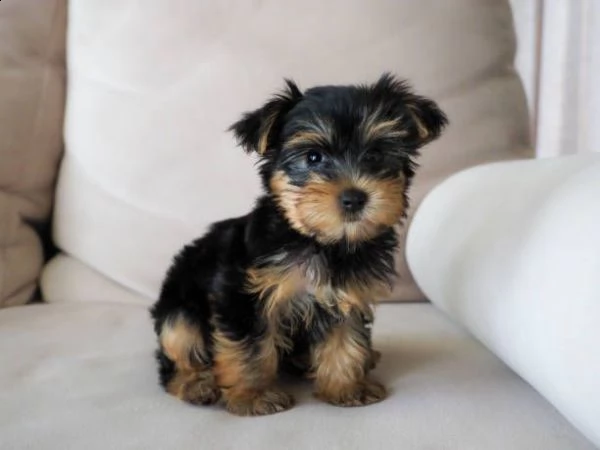 regalo preciosos cachorros de yorkshire terrier mini | Foto 2