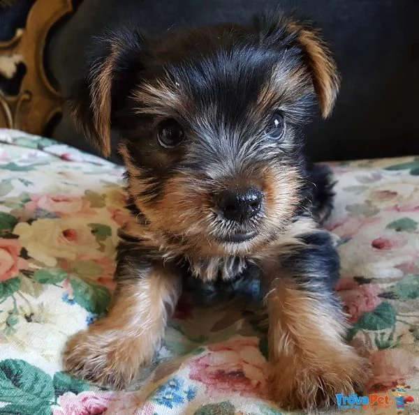 regalo preciosos cachorros de yorkshire terrier mini