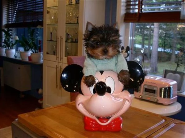 regalo preciosos cachorros de yorkshire terrier mini | Foto 0