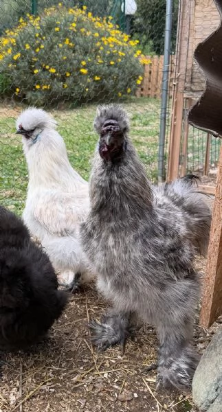 Galli Razza Moroseta 