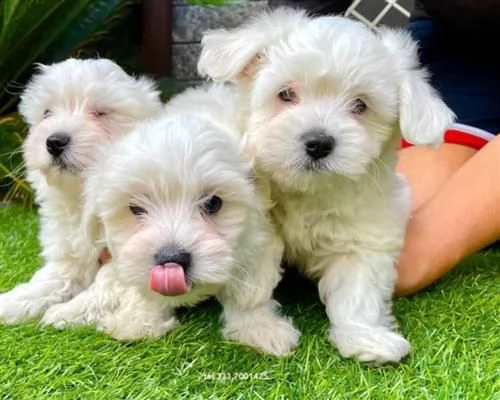  cuccioli di maltese con pedigree enci rt