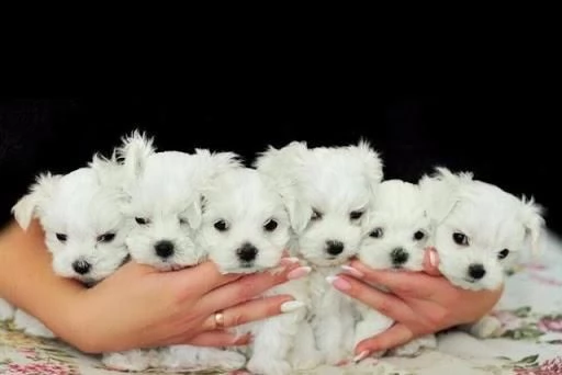 cuccioli di maltese con pedigree enci btrrt