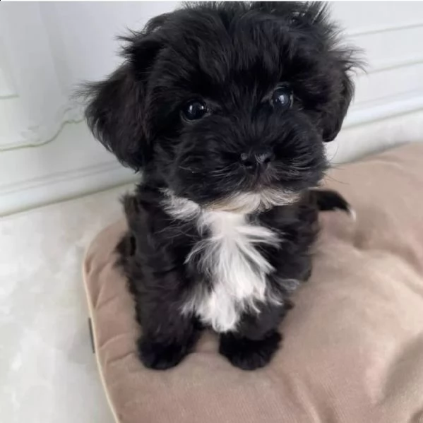  cuccioli di maltese con pedigree enci sdryn