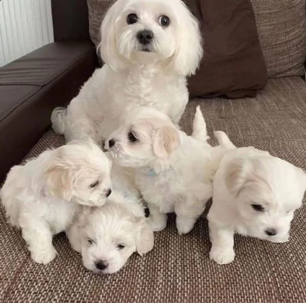  cuccioli di maltese con pedigree enci sdryn | Foto 1