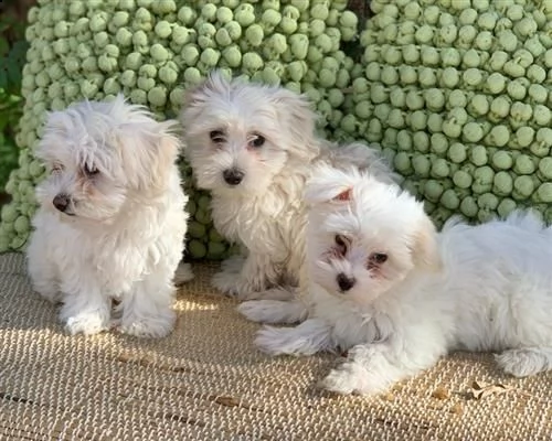 cuccioli di maltese con pedigree enci sdryn | Foto 0