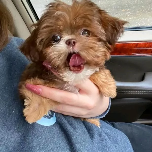  cuccioli di maltese con pedigree enci sdn,, | Foto 1