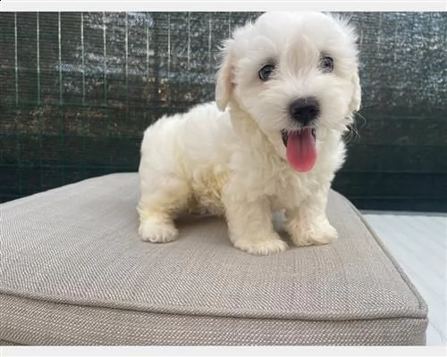  cuccioli di maltese con pedigree enci sdn,,