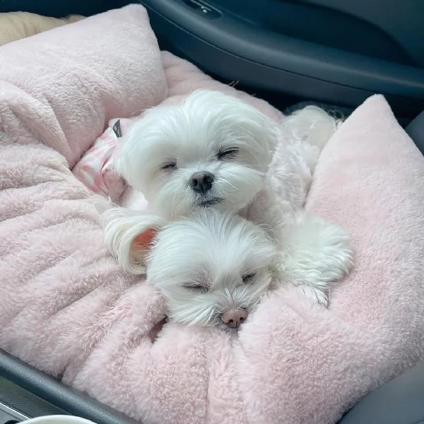 cuccioli di maltese con pedigree enci vvvv | Foto 1