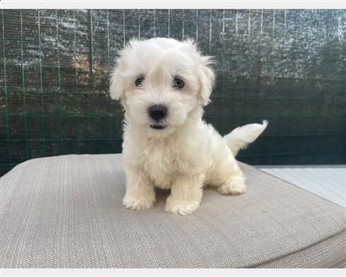  cuccioli di maltese con pedigree enci vvvv