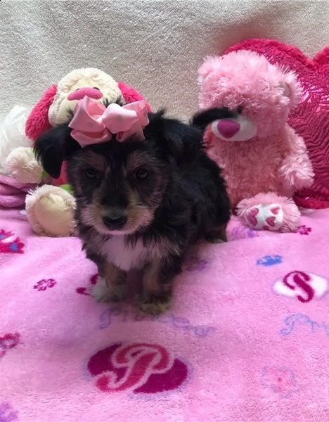 cuccioli di yorkshire registrati per re-homing | Foto 0