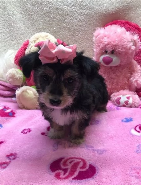 cuccioli di yorkshire registrati per re-homing