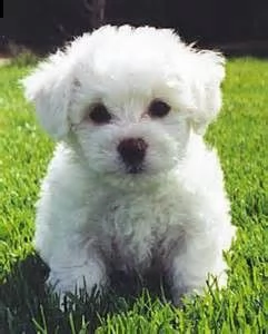 fantastico bichon frise