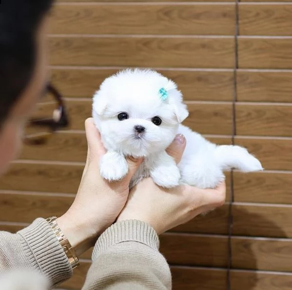 due cuccioli di maltese teacup hanno bisogno di una nuova famiglia
